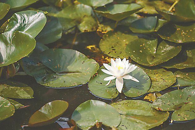 Водните лилии ще засенчат повърхността на естественото езерце и ще помогнат за инхибиране на растежа на водораслите. 