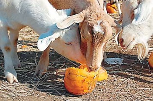 Подхранвайте козите след паша. Давайте им тикви - те са много полезни. Може да ги нарежете на парчета и да добавите и нарязано цвекло.