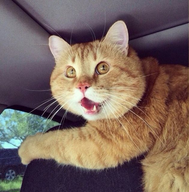 Обикновено котките са ужасени, когато попаднат в кола