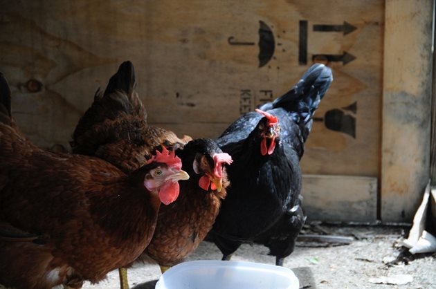 За да не се "одремват" кокошките ви, периодично във водата за пиене им давайте профилактично антибиотик в продължение на 5-7 дни