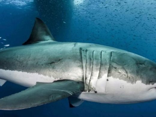 Откриха акула с плоски зъби, живяла преди 135 млн. години
