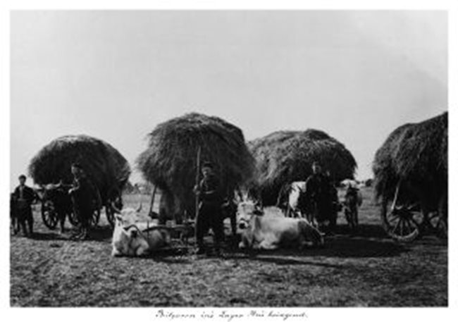 Снимката е надписана на немски: “Българите, които карат сено в  лагера”. Тя е от фотоархива на Министерството на отбраната.