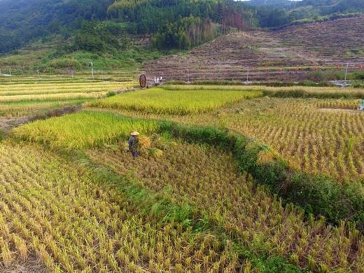 Нов рекорд в производството на зърнени култури в Китай през 2021 г.
