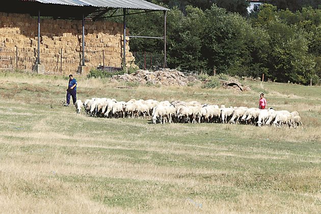 50 овце получават колкото 50 крави, смешно е!, казва Бойко Синапов