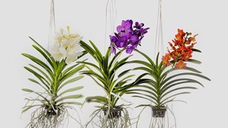 Ванда - как се гледа орхидеята кралица