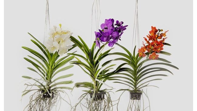 как се гледа орхидея
