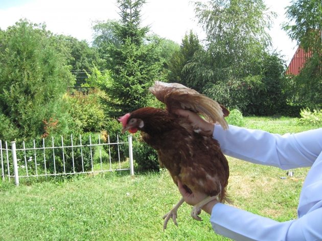 За да огледате удобно кокошката, трябва да я фиксирате правилно: с една ръка се държи за крилата, а с другата - се опипва гушата, гръдната кост, гръдните мускули и др.