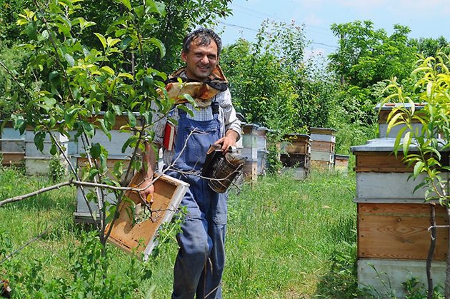Изминалата стопанска година беше трудна за пчеларите от Добруджа. Единственото, което ги е спасило, е пашата от лавандула.