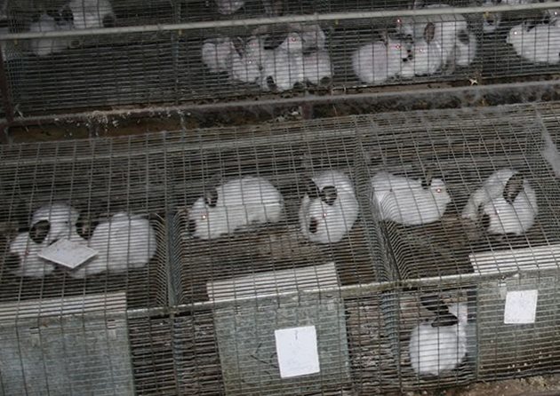 Основното стадо в племенната беларуска ферма "Кролштадт" наброява 5000 зайци  Снимка: Зайцеферма "Кролштадт"