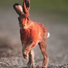 Зайци от "Врана" нахлуват в София (ВИДЕО)