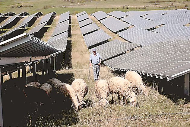 Работниците от соларната централа са открили, че овцете са по-екологична и по-мощна машина за косене.
 Снимка: Reuters