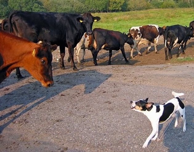 При разходките на село се старайте да не се срещате с крави