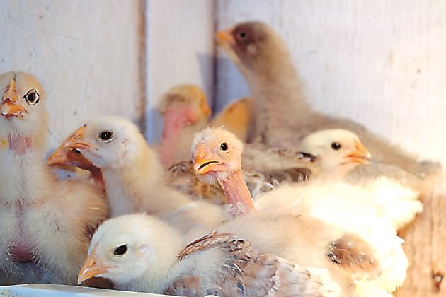 Преди да купите пилета и/или бройлери трябва да сте осигурили фуража, защото пилетата от яйчни породи се развиват много бързо, а бройлерите - 2 до 3 пъти по-бързо.