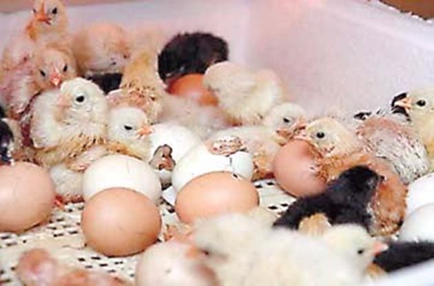 Пилетата се хранят за първи път 4-6 часа след излюпването им