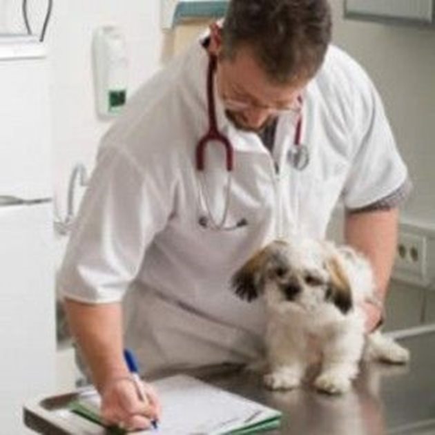 Лекарства давайте на болното си куче единствено когато са изписани от ветеринарния лекар