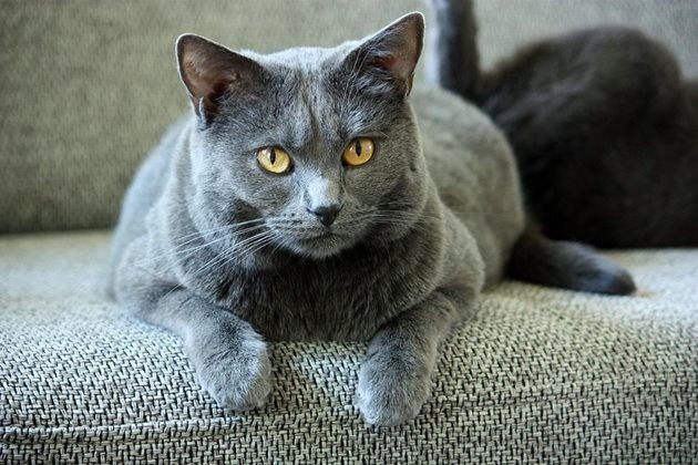 Котките от тази порода са невероятно умни и интелигентни
Снимка:pxhere