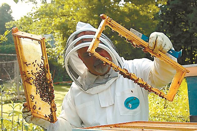 Пчеларят трябва всеки ден да е на пчелина и да следи как се развива семейството. Сега се доразширяват гнездата с восъчни основи. Ако се налага, се изрязват изградени и запечатани далаци на строителните рамки.