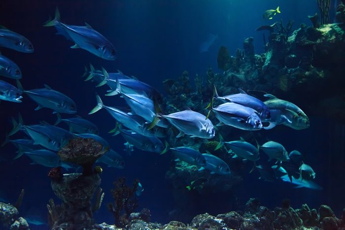 Странното поведение на рибите е наблюдавано за пръв път през октомври 2023 г. СНИМКА: PIXABAY