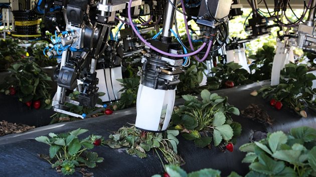 Harvest CROO Robotics разработва голяма машина за бране на ягоди