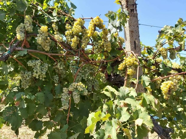 Реколтата от грозде 2019 е добра, споделя Петър Щерев. Дори тази година фермерът е направил по-малко третирания, за да опази гроздовата продукция.