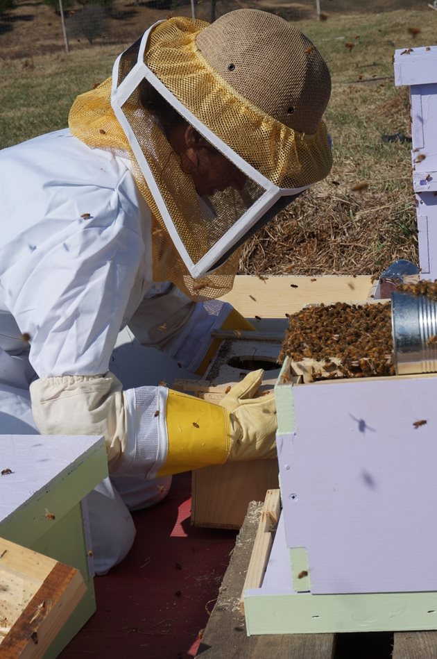 В пчелните гнезда се поставят пити с достатъчно празни правилно изградени работнически килийки. Така ще осигурите място за снасяне.