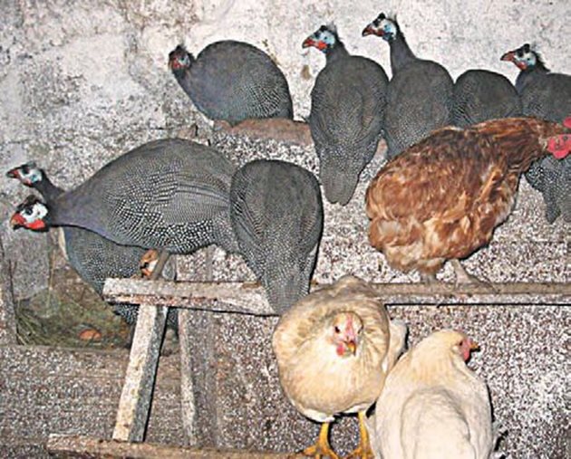 Токачките имат добросъседски отношения с кокошките