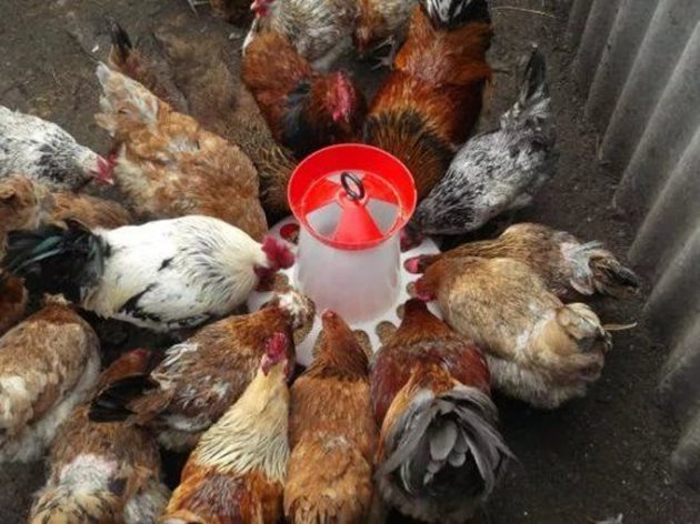 През зимата хранете кокошките си 3 пъти дневно с качествени, добре балансирани фуражи, съдържащи витамини и микроелементи