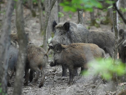 Земеделското министерство: Не е ясно кога ще стартира груповият лов на дива свиня