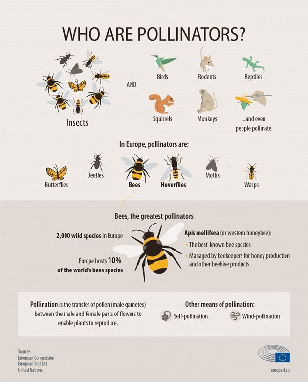 Пчелите и пеперудите са видовете, за които има най-добри данни, доказващи, че един от десет видове пчели и пеперуди е застрашен от изчезване в Европа.