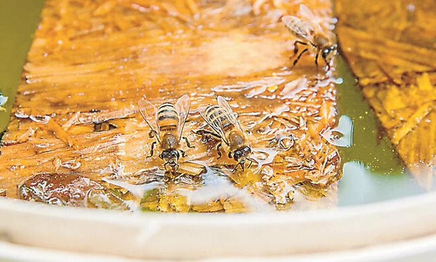 Без осигурен „мост“ във водата, коритото за пчели бързо се превръща в смъртоносна дупка с вода. По-добре е да поставите камъни, мъх и клони в купата с вода - това улеснява достъпа на пчелите до водата.