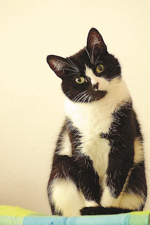 Домашна черно-бяла котка