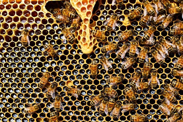 За лекуването на много заболявания отдавна се използва забрусът - горните капачки на пчелните пити, които съдържа секрет от восъчните жлези на пчелите, прополис, прашец и секрет от слюнчените жлези.