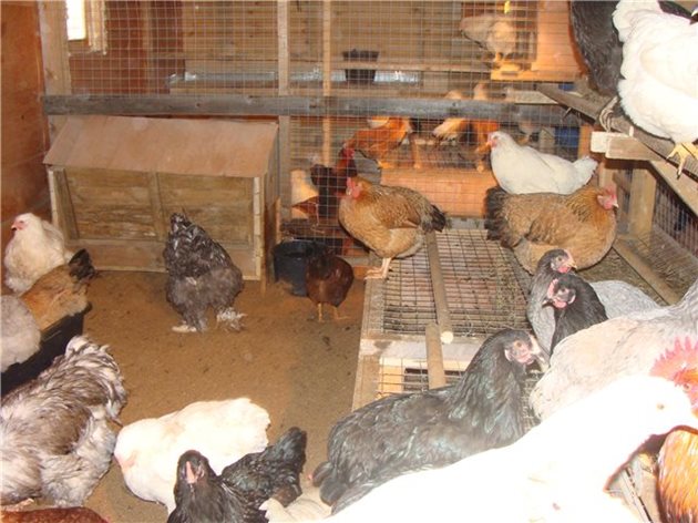 Съвместното отглеждане на бели и тъмни кокошки може да е проблемно