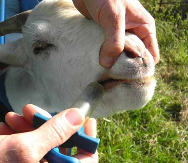 Обезпаразитявайте редовно козата си, съветват ветеринарни специалисти
