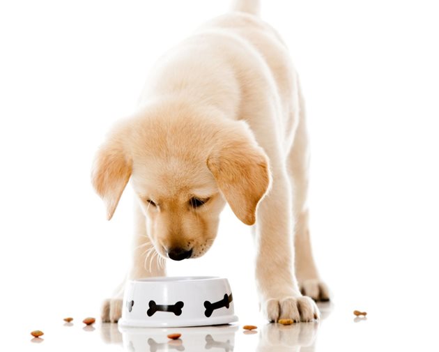 Прибирайте купичката на кученцето веднага след като се нахрани