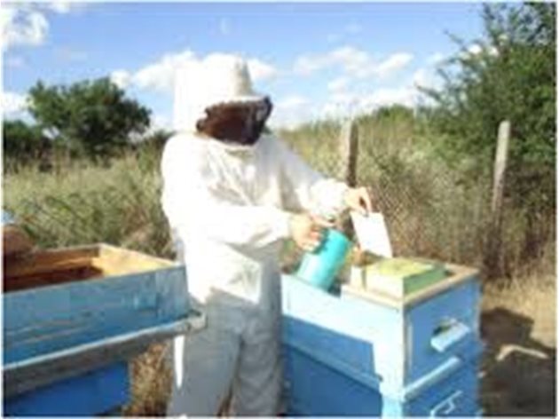 При липса на късна паша в района на пчелина се налага подбудително подхранване на пчелните семейства в продължение на един месец.