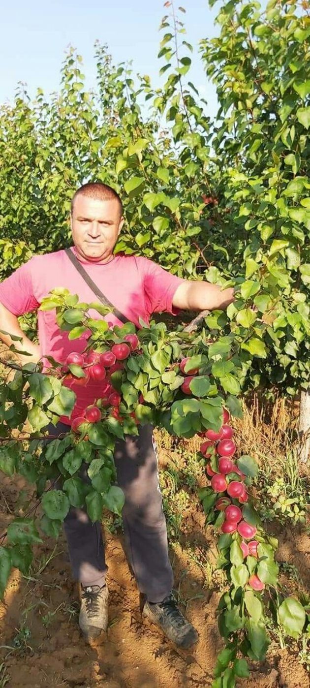 Петър Щерев коментира реколтата при различните овощни видове в градините си