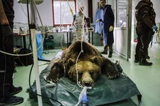 Ива е глуха, установи международен ветеринарен екип, прегледал мечките в Белица