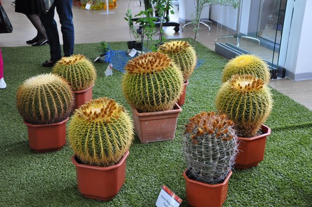 Различни видове кактуси традиционно присъстват на цветното изложение в Бургас.