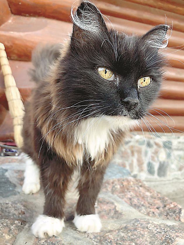Дългокосместа черно-бяла котка