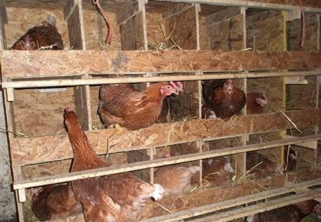 С началото на интензивното линеене кокошките отслабват и намаляват, дори съвсем прекратяват яйцеснасянето