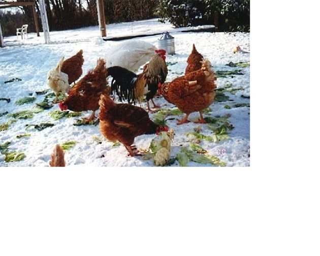 Докато отгледате китайско зеле, давайте на кокошките си обикновено бяло зеле
