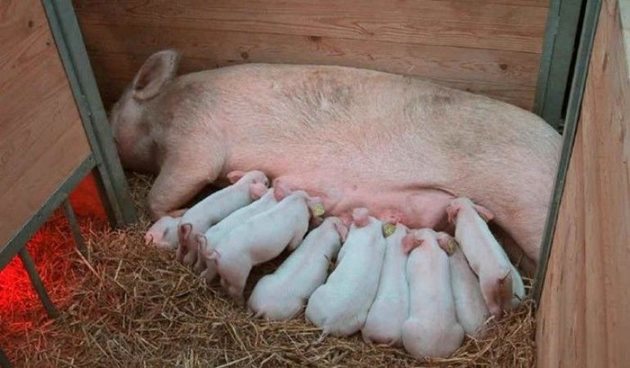 Първа лактация на свиня-майка