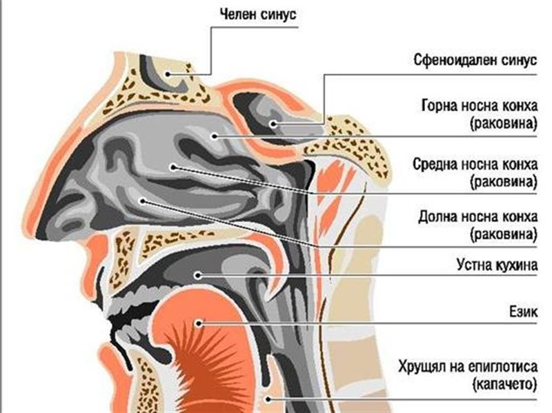 спиране на кръв от носа