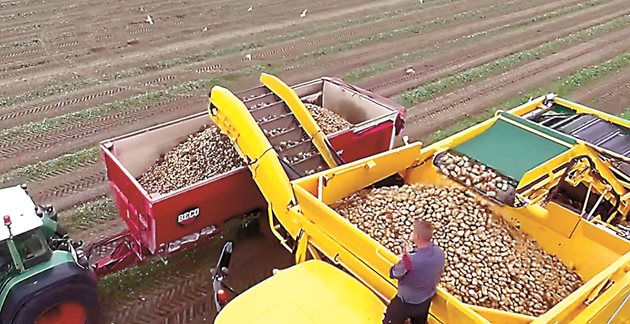 Прибиране на картофи - система от шнек конвейери на комбайна