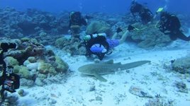 Любен Дилов-син плува с леопардова
акула