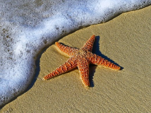 Учени призоваха за спешни действия в помощ на вид морски звезди