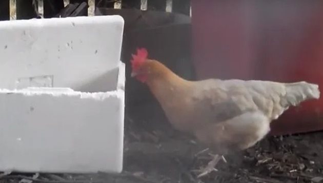 Веднъж опитала пенопласт, кокошката се пристрастява към него