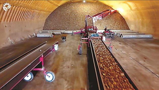 Система от ленти пълни картофохранилище