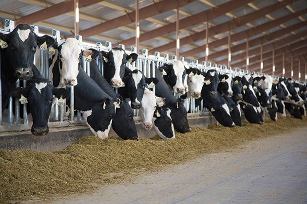 Повишаването на приема на фуражи от млечните крави е една от работещите стратегии за увеличаване на млеконадоя им с минимално увеличение на разходите за изхранване
Снимка: YouTube